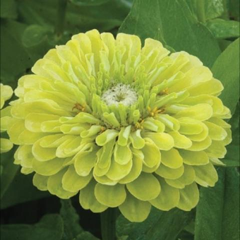 Zinnia 'Benary's Giant Lime', double lime-green zinnia