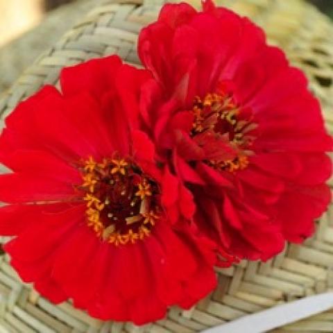 Zinnia Meteor, bright red semi-double with long petals, dark center