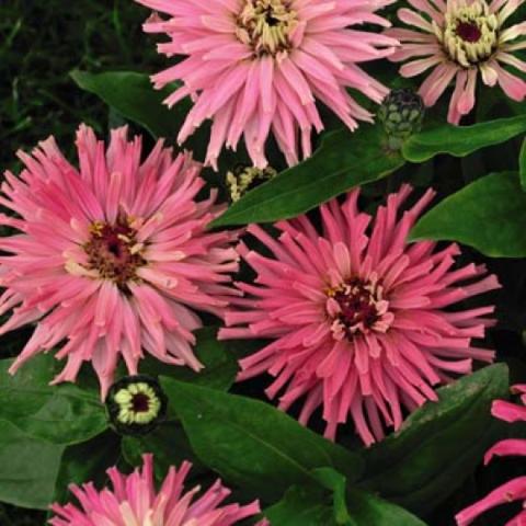 Zinnia 'Pinca', large pink spider form