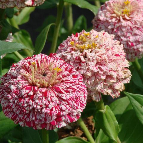 Zinnia Pop Art White & Red, double flowers with petals streaked in white and red