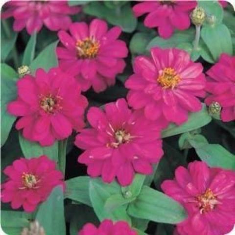 Zinnia Profusion Double Cherry