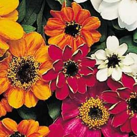 Zinnia 'Profusion Mix', brightly colored single zinnias