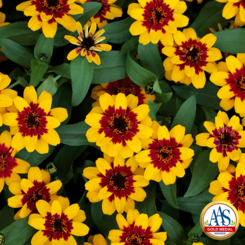 Zinnia Profusion Red Yellow bicolor, gold petals with dark brick red centers