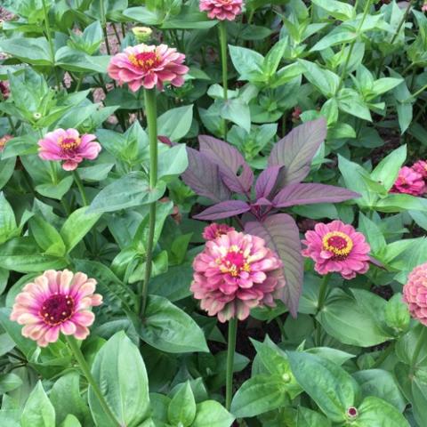 Zinnia Queen Lime Red, varying shades of pink to dark pink with green