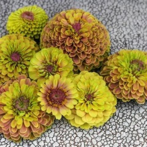 Zinnia Queen Lime Blush, double flowers from yellow-green to orange edged
