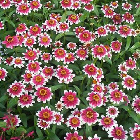 Zinnia Zany Rose Picotee, dark pink with white edges and yellow centers
