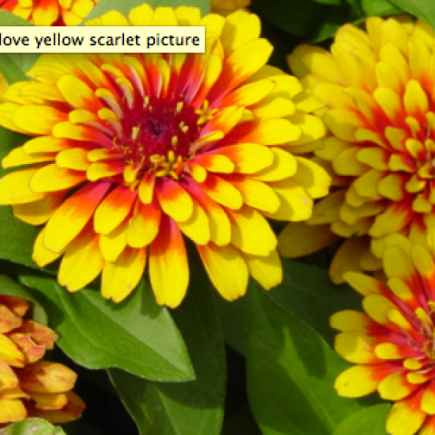 Zinnia 'Sizzle Scarlet-Yellow', yellow with red center petals