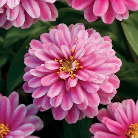 Zinnia Zahara Double Raspberry Ripple, two-tone pink double flowers