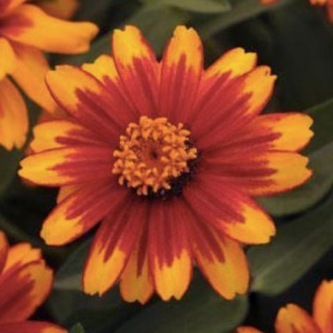 Zinnia Zahara Sunburst, bicolor orange gold