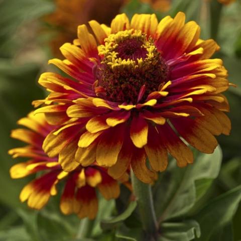 Zinnia Zowie Yellow Flame, bicolor gold and dark red