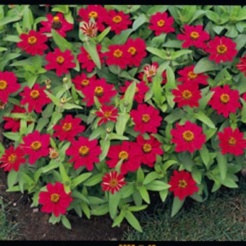 Zinnia 'Profusion Cherry', pinkish red single zinnias