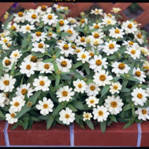 Zinnia 'Profusion White', singles with white petals and yellow centers