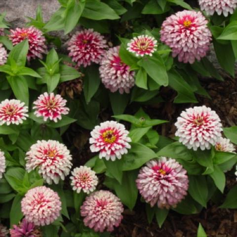 Zinnia 'Swizzle Cherry-Ivory', bicolor pink to ivory doubles