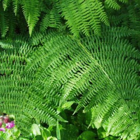 Athyrium filix femina, green fern fronds