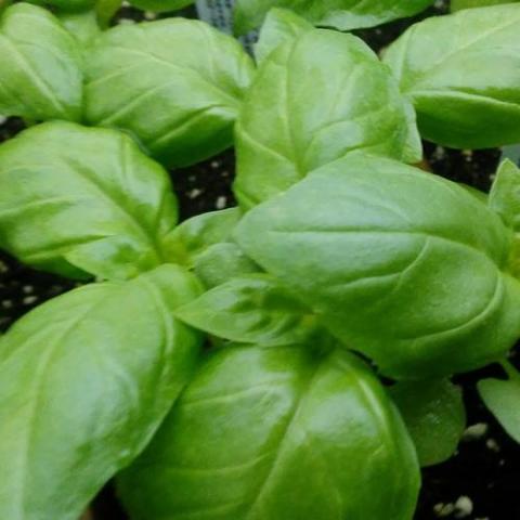 Devotion DMR basil, green Genovese leaves