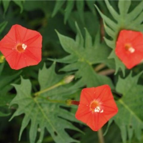 Cardinal Climber, small red flowers and divided green leaves