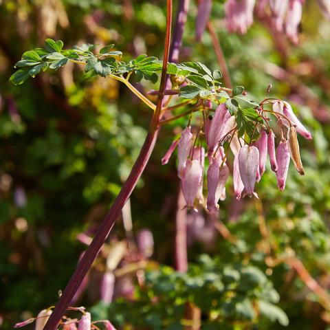 Adlumia fungosa, light pink heart flowers and ferny foliage