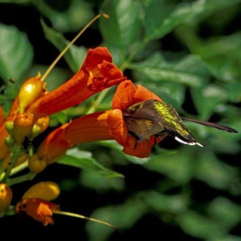 Campsis radicans, orange flower with humming bird diving into it