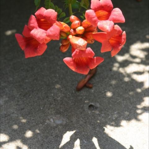 Campsis 'Red Sunset' reddish coral huge tubular flowers