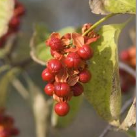 Bright red to orange berries close up