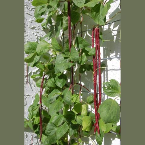 Red noodle beans growing on a trellis