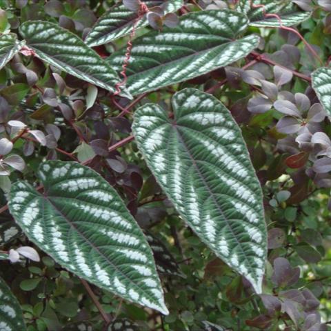 Cissus discolor, long narrow silver and green leaves