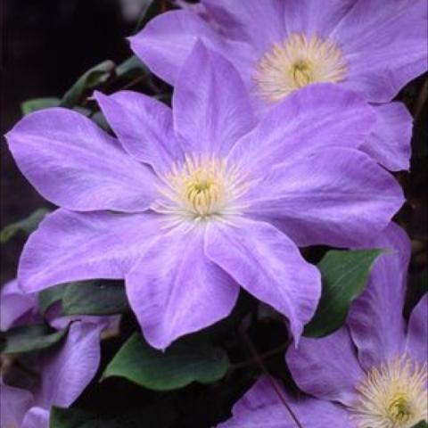 Clematis 'Diana's Delight', large flat dark lavender singles