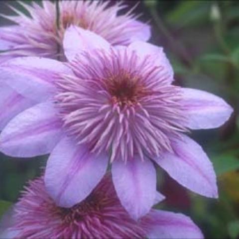 Clematia 'Empress', pink with pink double center