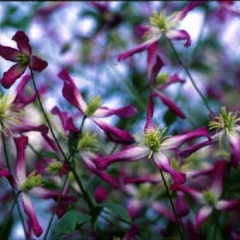 Clematis triternata 'Rubromarginata', 4-petaled magenta flowers, white centers