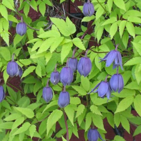 Clemaitis Stolwijk Gold, blue-lavender flowers against yellow-green leaves