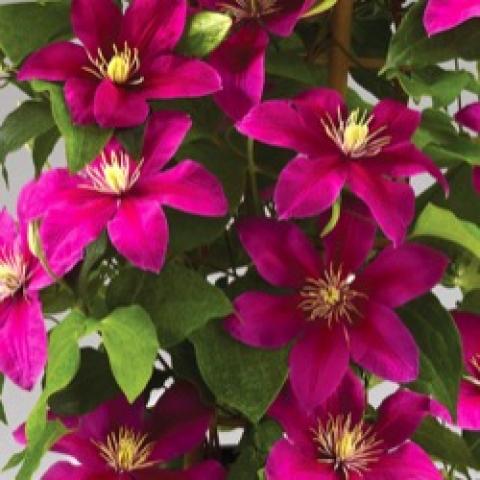 Clematis Boulevard Acropolis, dark reddish pink single flowers