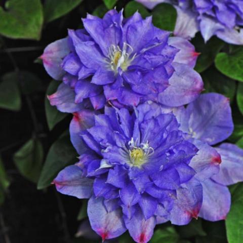 Clematis Blue Explosion, blue semi-doubles with pink at the tips of the petals