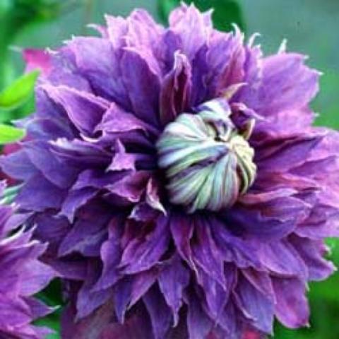 Clematis Diamanina, very double purple, like a lion's mane