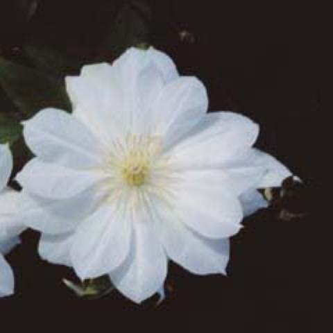 Clematis Duches of Edinburgh, white semi-double