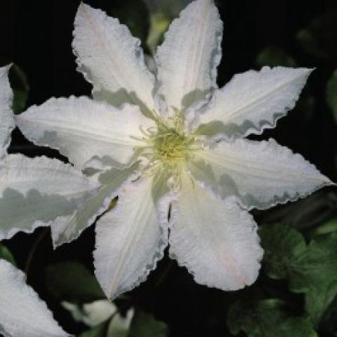 Clematis 'Gillian Blades', single white with ruffled petal edges