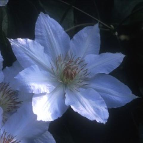 Clematis Hyde Hall, white single flowers