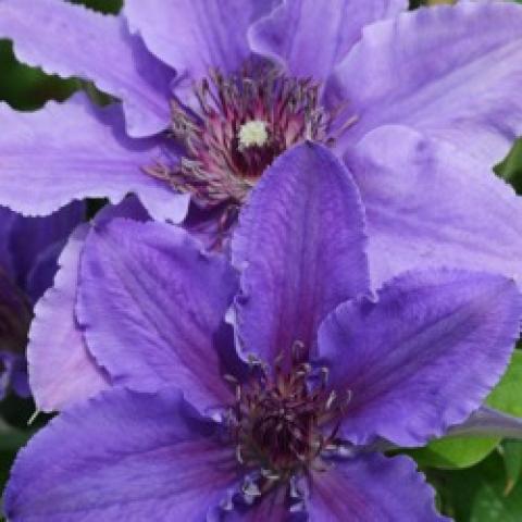 Clematis Boulevard Ines, light lavender to darker lavender in the petal center