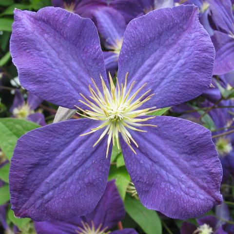 Clematis Jackmanii, four striated blue-purple petals with a light yellow center