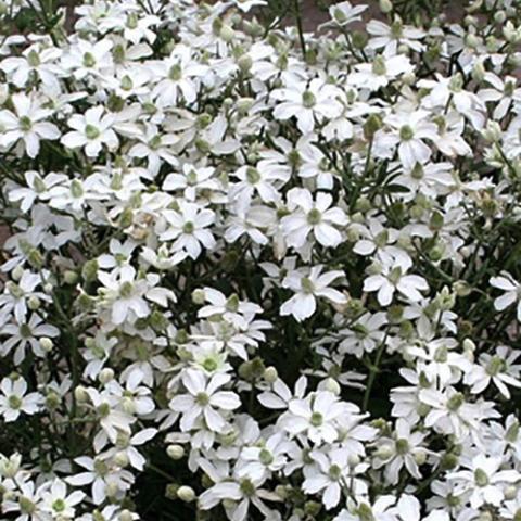 Clematis Mongolian Snowflake, mass of single white flowers