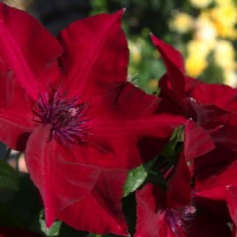 Boulevard Nubia, dark red flat single flowers