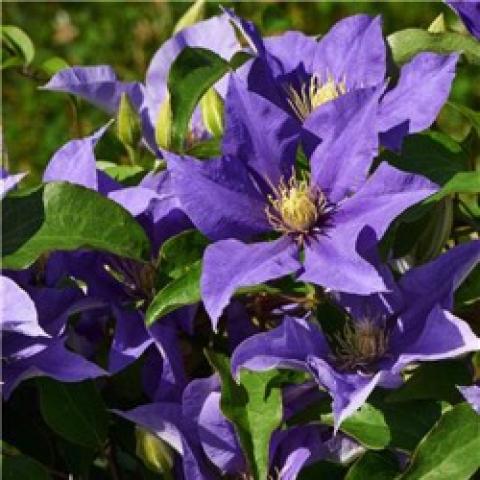 Clematis Olympia, blue-purple single, somewhat cupped, pointed petals