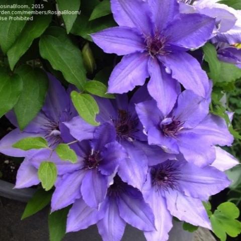 Clematis Boulevard Parisienne, single light purple flowers