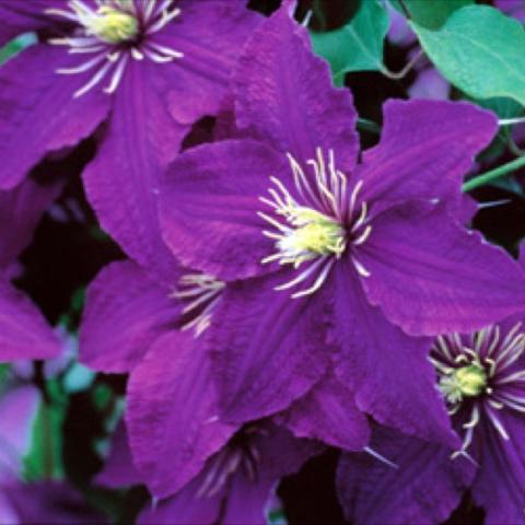Clematis 'Rhapsody', strong purple singles, yellow anthers