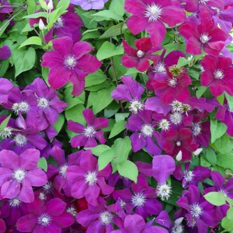 Clematis Rouge Cardinal, pink-red single flowers with dull gold centers