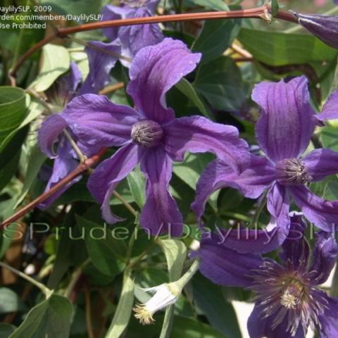 Clematis Sapphire Indigo, purple single, recurved, a bit ruffled