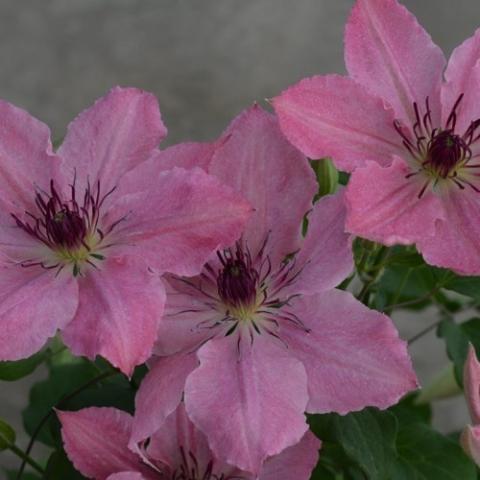 Clematis Boulevard Sarah Elizabeth, pink singles with prominent stamens