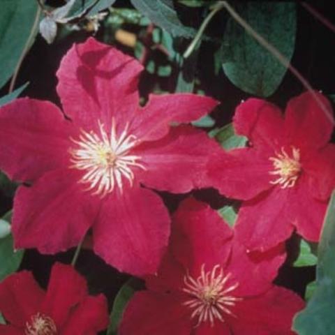 Clematis Sunset, wine-red singles, flat faced