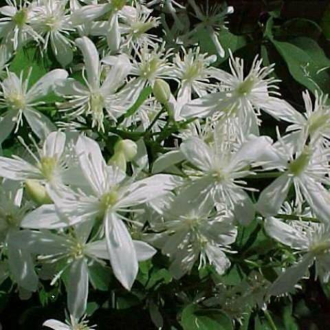 Clematis Sweet Autumn, many small white flowers 