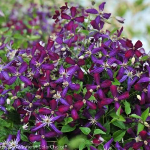 Clematis Sweet Summer Love, dark purple masses of blooms