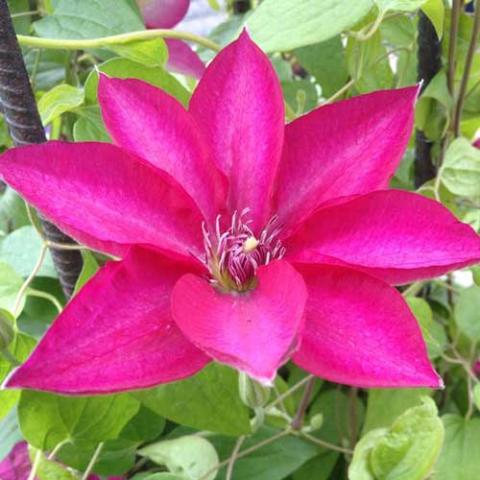 Clematis Tekla, cherry red single flower